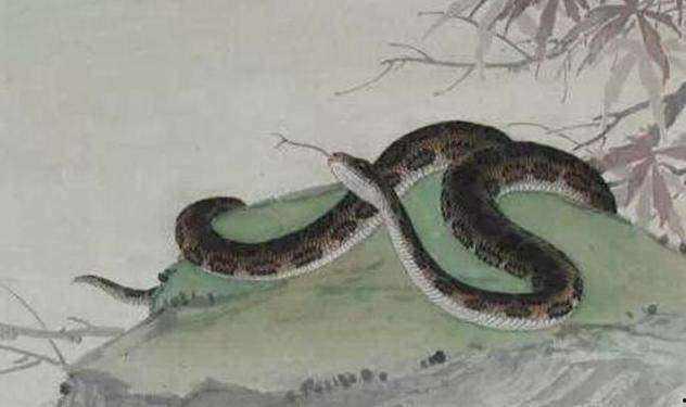 人变异成人蛇的视频,人蛇共融的惊悚奇观揭秘