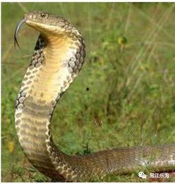 人变异成人蛇的视频,人蛇共融的惊悚奇观揭秘