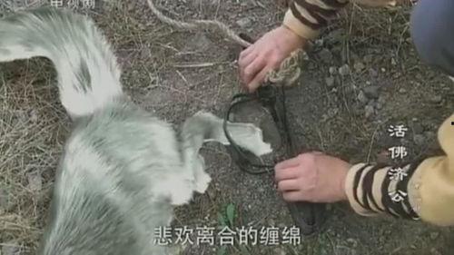 男人把狐狸化成人类视频,狐狸变人奇术揭秘