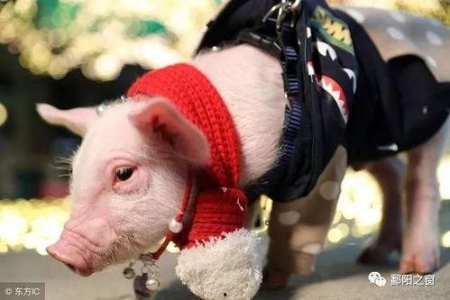 成人喂猪视频大全下载,成人喂猪视频大全精选下载