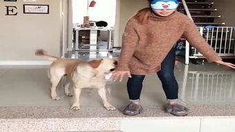 变成人的狗视频大全集,视频大全集精彩回顾