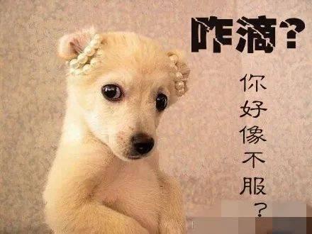 变成人的狗视频大全集,视频大全集精彩回顾