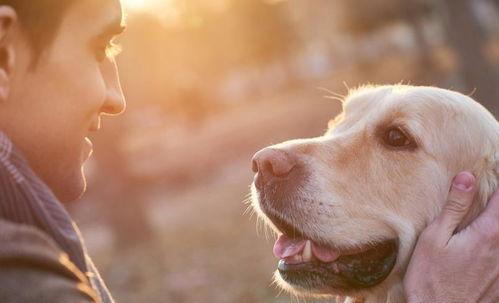 变成人的狗视频大全集,视频大全集精彩回顾