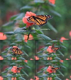 蝴蝶拍拍板成人版视频,成人版互动体验深度解析