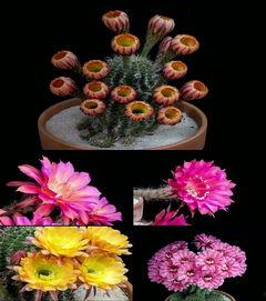 视频仙人掌成人,见证生命奇迹的成人生涯