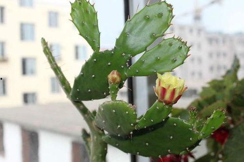 视频仙人掌成人,见证生命奇迹的成人生涯