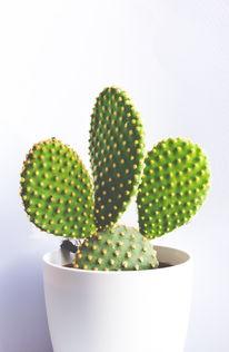 视频仙人掌成人,见证生命奇迹的成人生涯