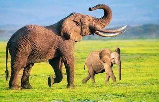 大象成人浴巾怎么用视频