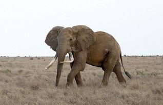 大象成人浴巾怎么用视频