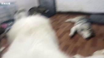 幼鸽成人过程视频