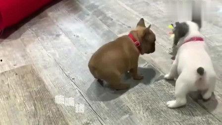 幼鸽成人过程视频