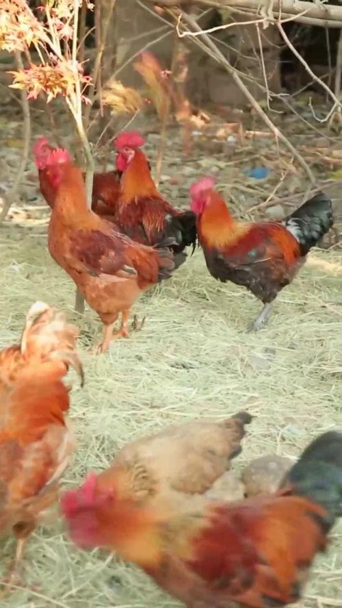 幼鸽成人过程视频