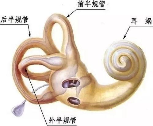 成人前庭怎么训练视频,全方位提升平衡与协调能力