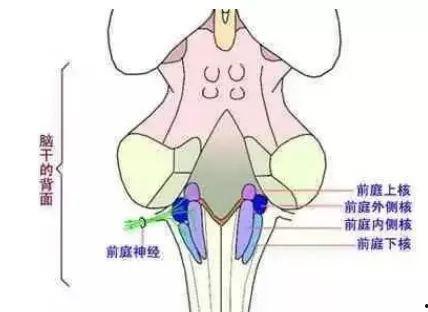 成人前庭怎么训练视频,全方位提升平衡与协调能力